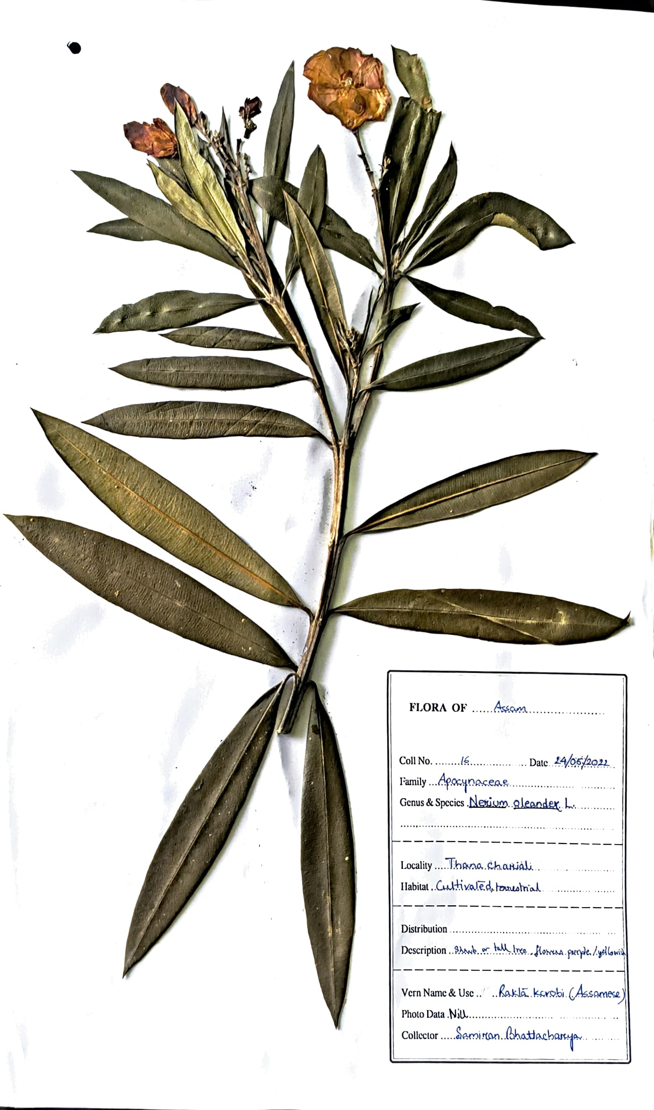 Rakta korobi (Ass.) (Herbarium)